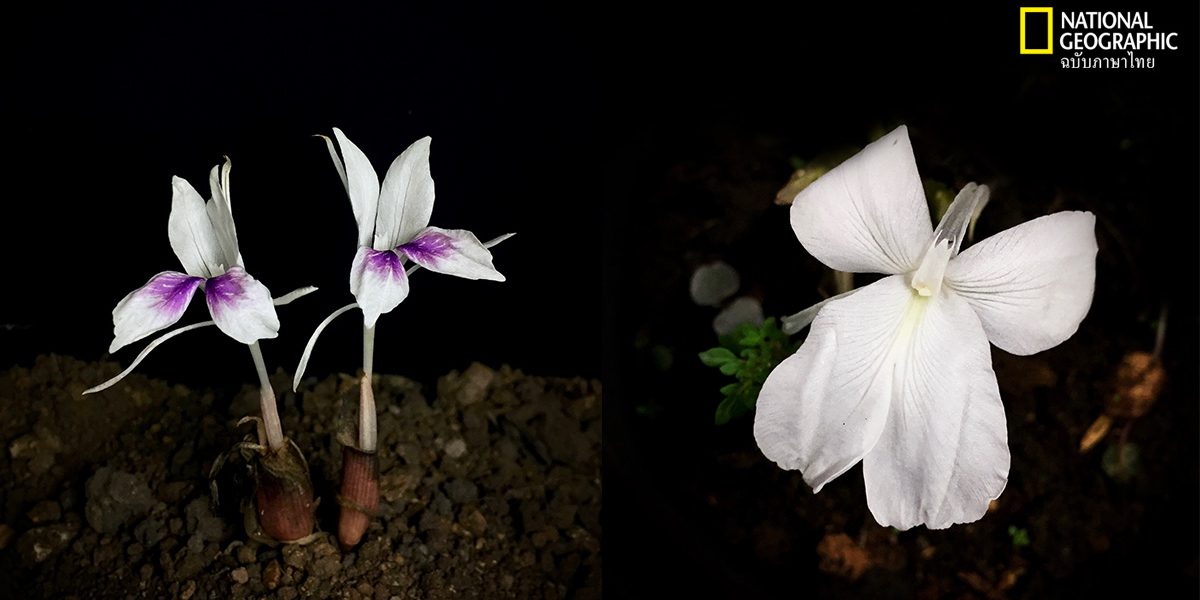 พืชชนิดใหม่